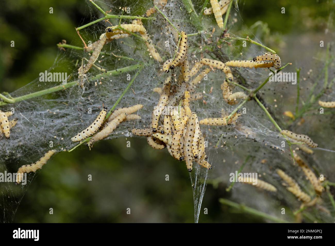 Piangendo ciliegia falciare diversi pilastri in una rete comune, avvistamenti diversi Foto Stock