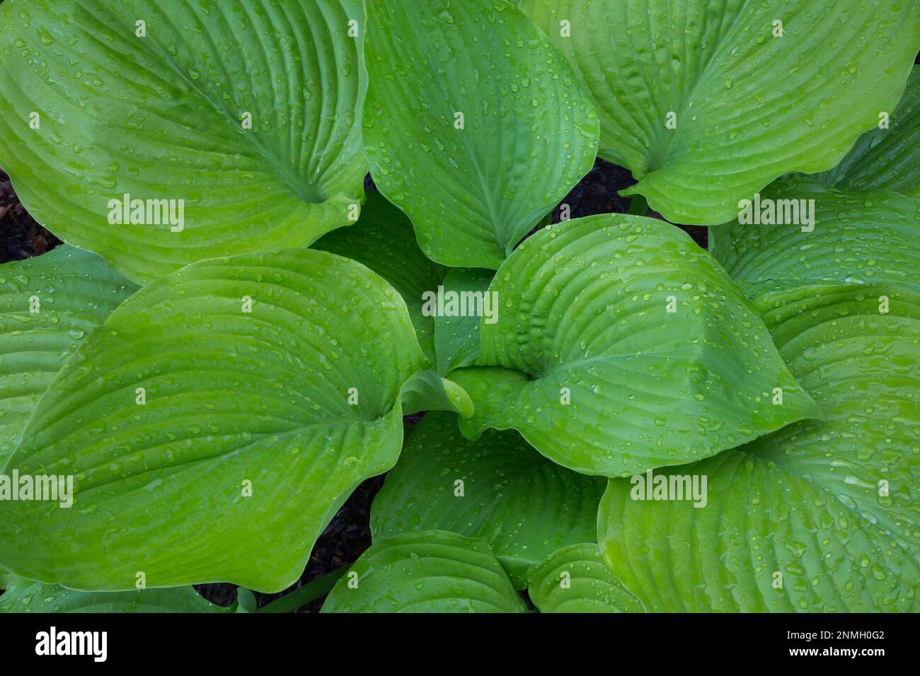 Hosta (Hosta) Osiris Ovation in primavera, Quebec, Canada Foto Stock