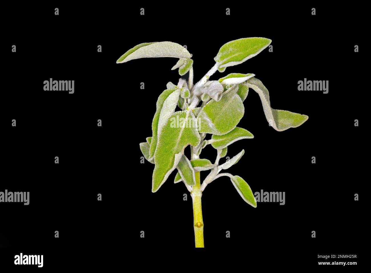 Salvia comune (Salvia officinalis), fotografia alimentare con sfondo nero Foto Stock