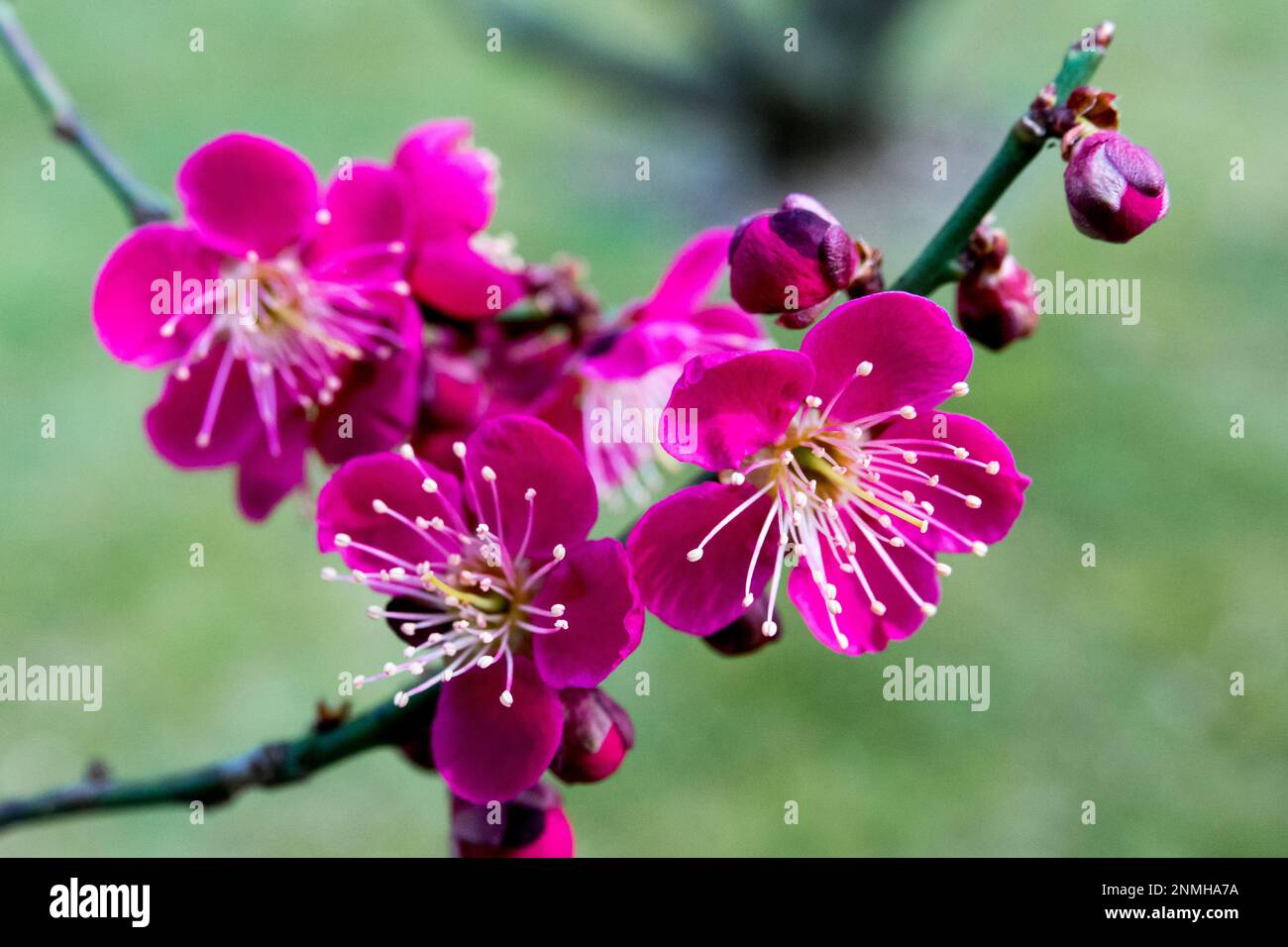 Prunus fiorisce sul ramo Pink Prunus mume 'Beni-Chidori' da vicino Foto Stock