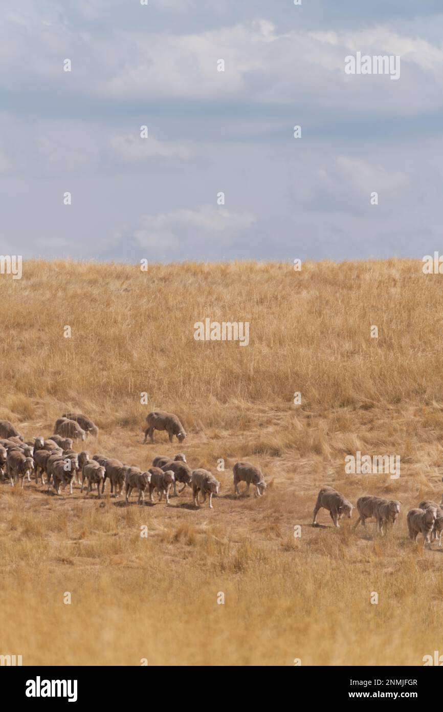 Pecore che pascolano in un paddock di erba in una fattoria australiana, Victoria regionale, Australia. Foto Stock