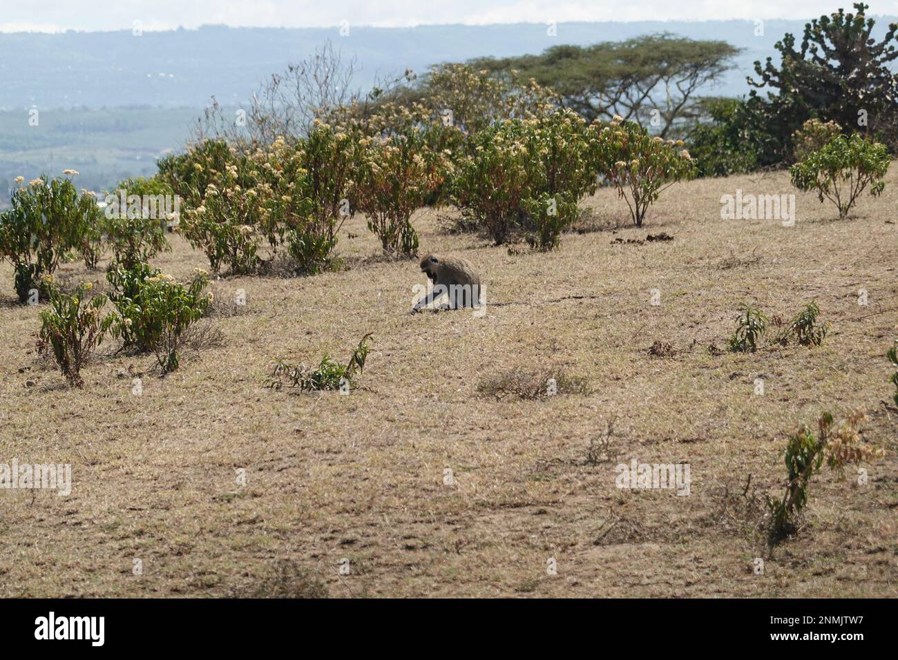 Scimmia sull'isola di Crescent nel lago Naivasha, Kenia Foto Stock