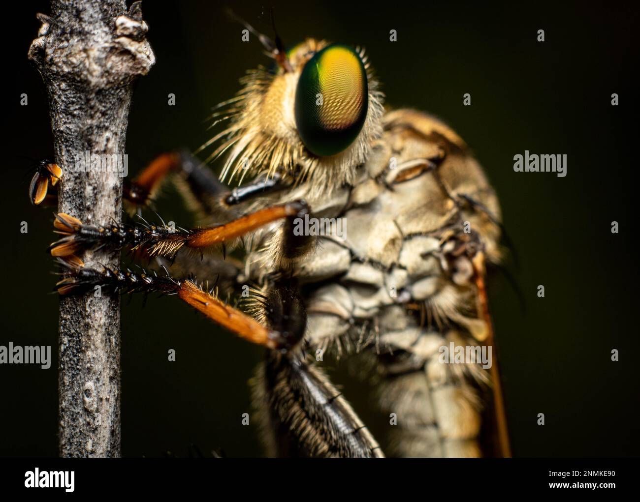 Robber Fly con occhio colorato che riposa su un ramo asciutto Foto Stock