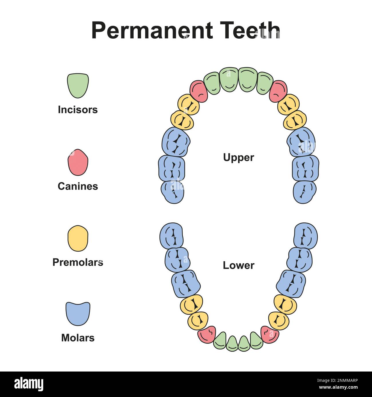 Denti permanenti umani, illustrazione Foto Stock