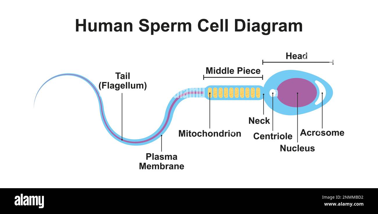 Diagramma delle cellule spermatiche umane, illustrazione Foto Stock