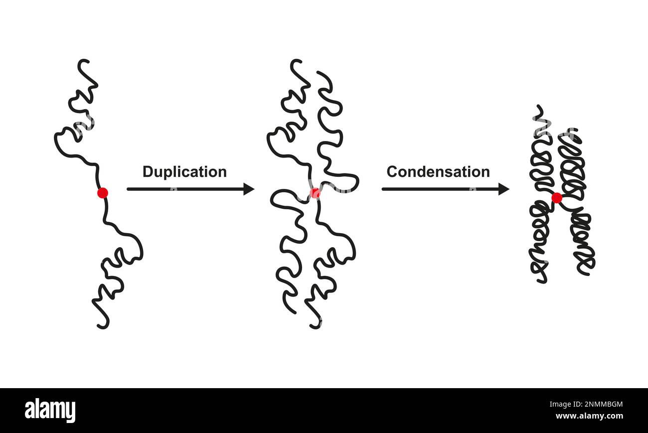 Duplicazione cromosomica e condensazione, illustrazione Foto Stock