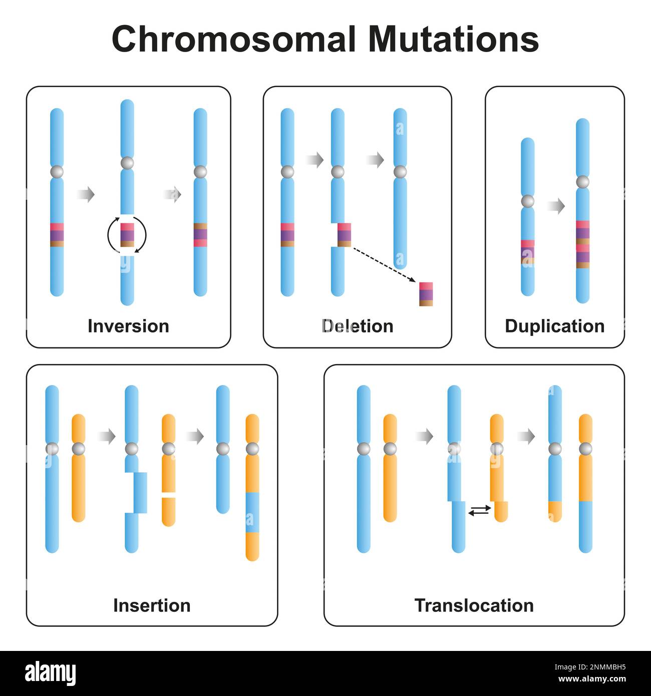 Tipi di mutazione cromosomica, illustrazione Foto Stock
