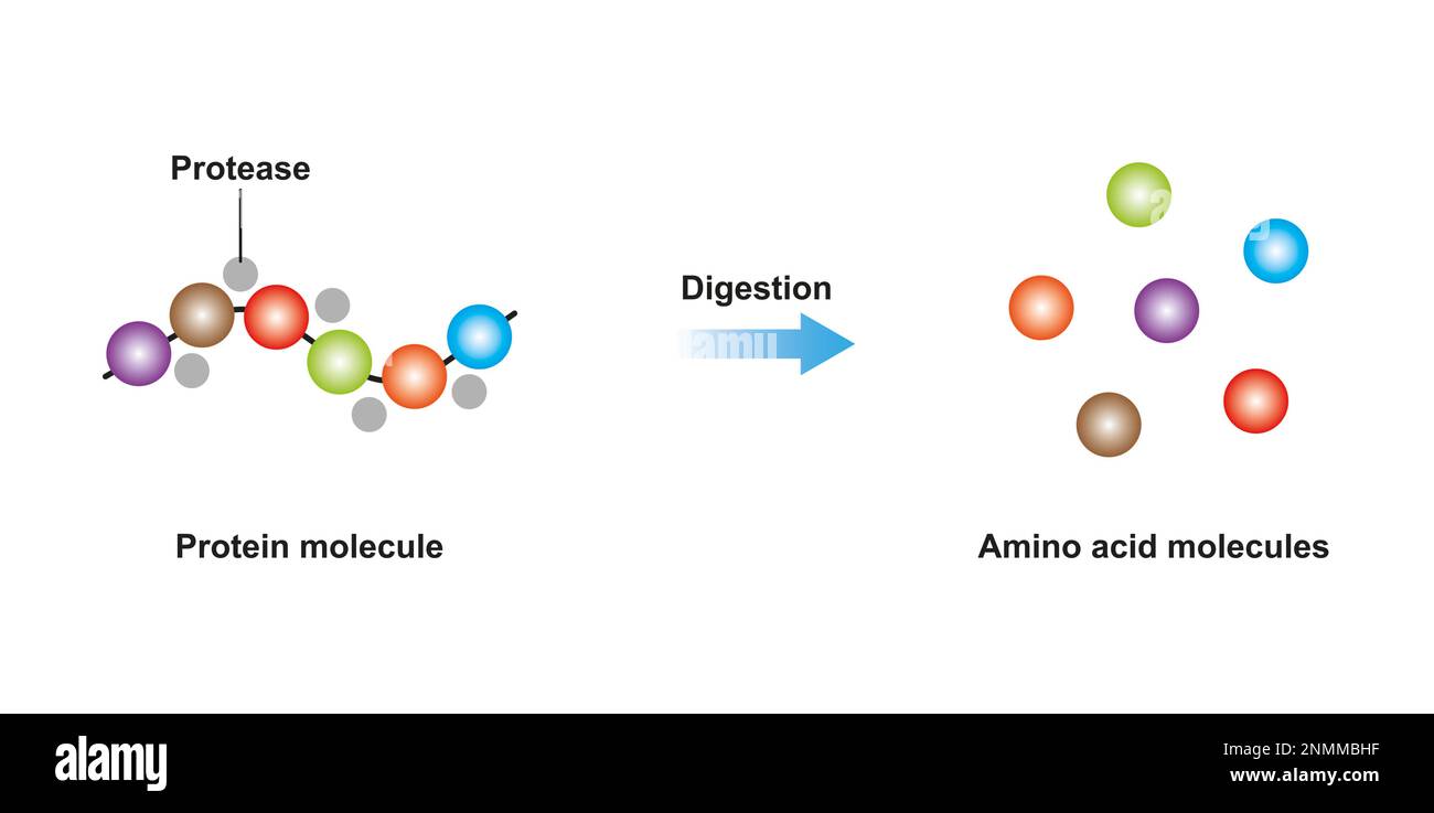 Digestione della proteina, illustrazione Foto Stock