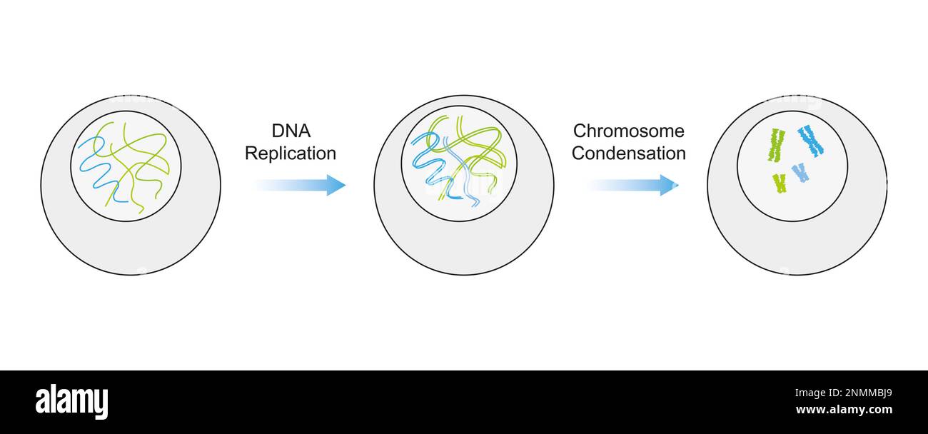 Replicazione e condensazione del DNA, illustrazione Foto Stock