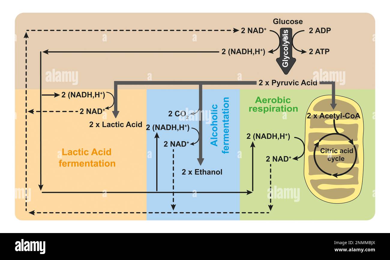 Respirazione aerobica e fermentazione anaerobica, illustrazione Foto Stock