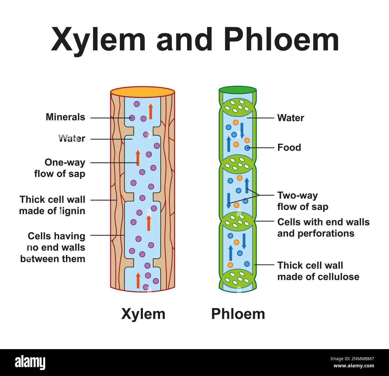 Xylem e phloem, illustrazione Foto Stock