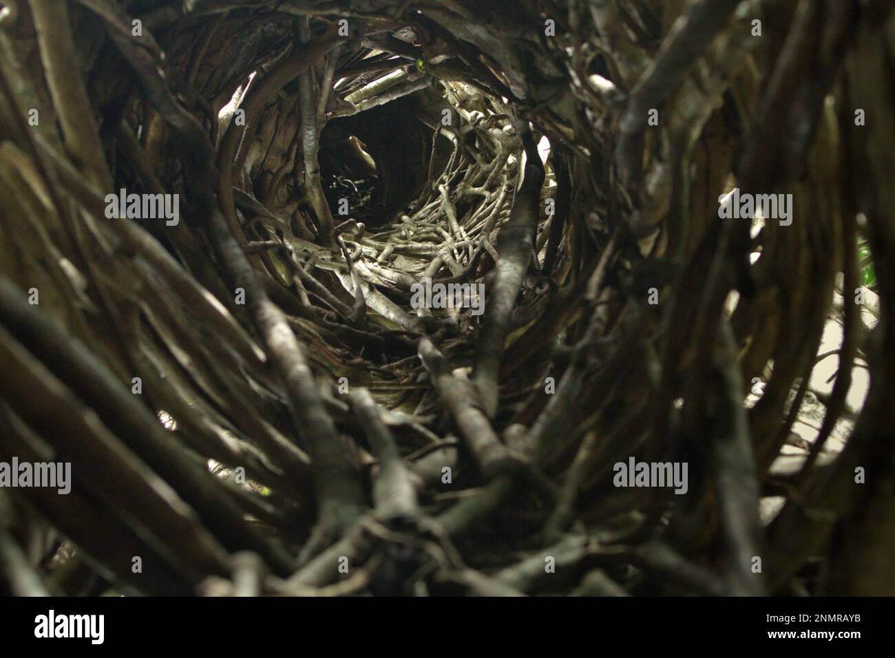 Cavità verticale formata dalle radici aeree di un fico strangolante che ha 'ucciso' il suo albero ospite nella Riserva Naturale di Tangkoko, Nord Sulawesi, Indonesia. Un fico strangolante inizia la vita in alto sulle cime degli alberi, secondo Tim Knight di Fauna & Flora International nel suo articolo pubblicato il Phys.Org il 22 dicembre 2022. È 'quando un uccello che ha alimentato elsewhere i frutti del fico nella foresta atterra sull'albero ospite e depositi del poo contenente i semi non digeriti,' ha scritto. "Uno dei semi germina in una fessura di corteccia e germina un sistema di radici aeree che si dirige verso il pavimento della foresta." Foto Stock