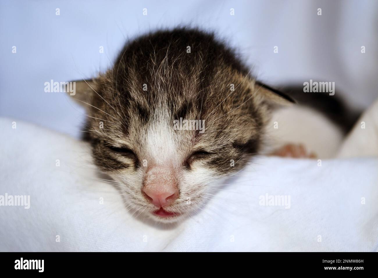 Un gattino carino appena nato di 5 ore adagiato in una culla Foto Stock