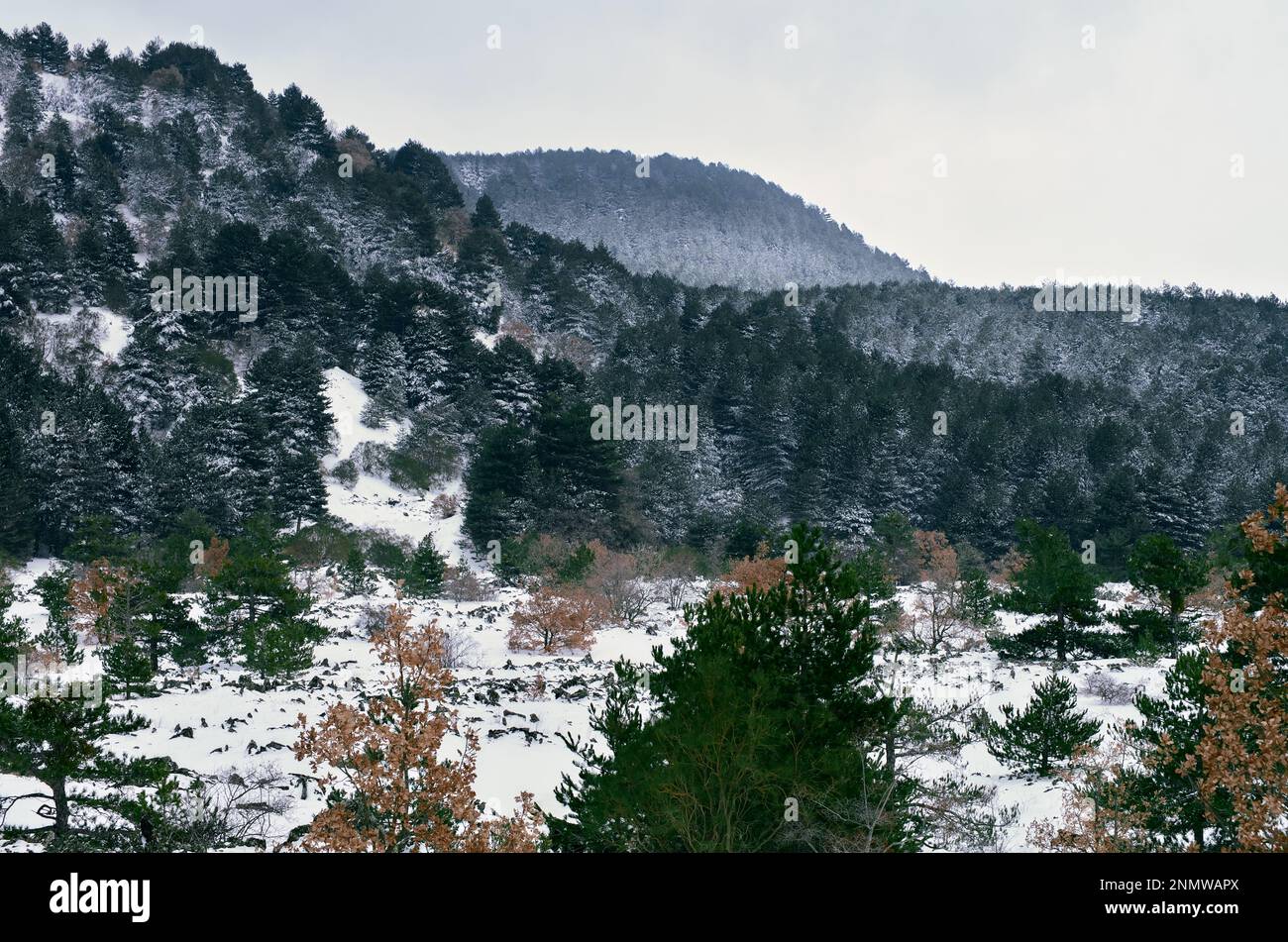 Inverno pineta di Pinus Nigra Lario nel paesaggio innevato della Sicilia nel Parco Nazionale dell'Etna Foto Stock