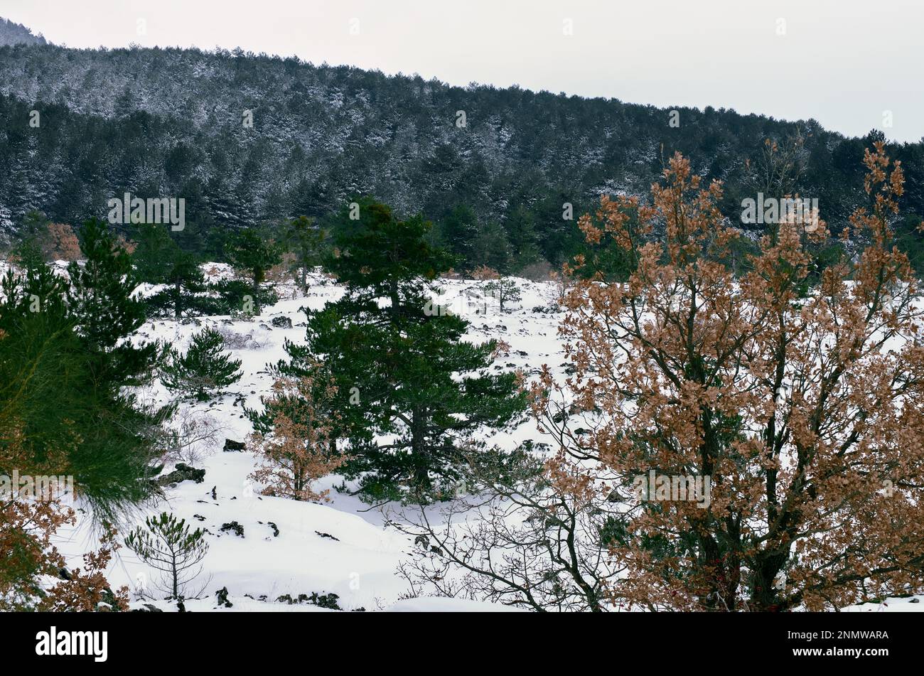Pineta di Pinus Nigra Lario nel paesaggio invernale del Parco Nazionale dell'Etna, Sicilia, Italia Foto Stock