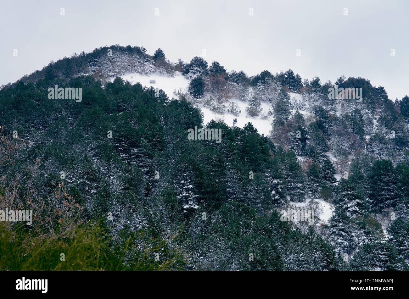 Inverno pineta di Pinus Nigra Lificio nel Parco Nazionale dell'Etna, Sicilia, Italia Foto Stock