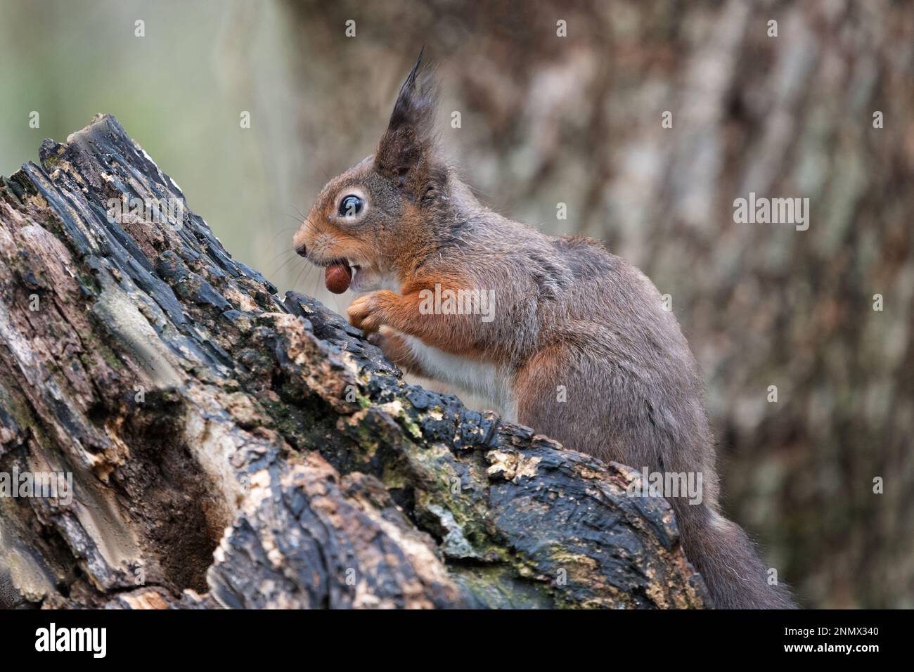 un ritratto di primo piano di uno scoiattolo rosso con nocciola. Poggiando su un vecchio tronco, preso in inverno ancora mostrando i ciuffi di orecchie Foto Stock