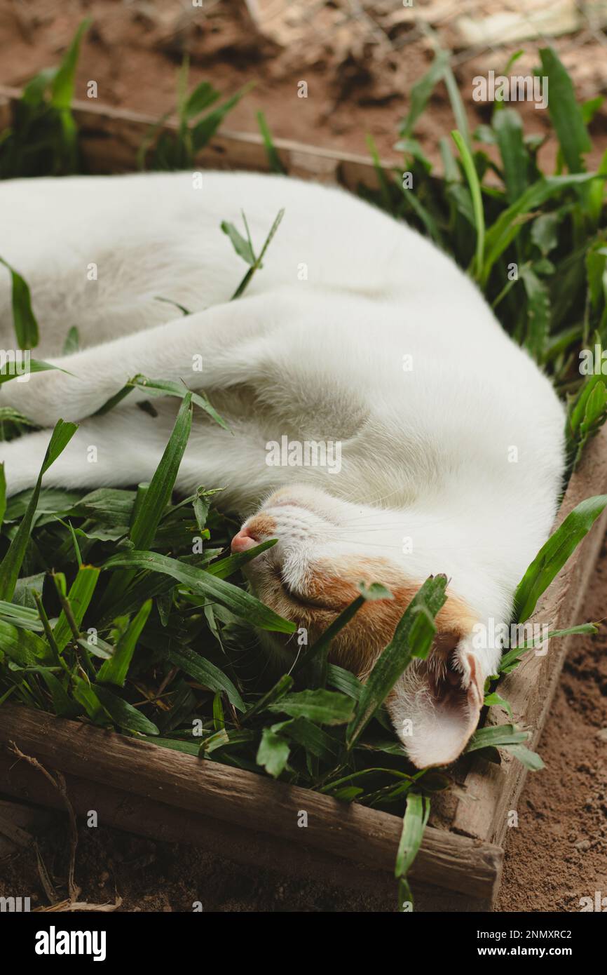 Colpo verticale di un gatto granaio zenzero che dorme comodamente su una scatola d'erba mostrando il candida momento autentico di una semplice vita rurale sostenibile Foto Stock