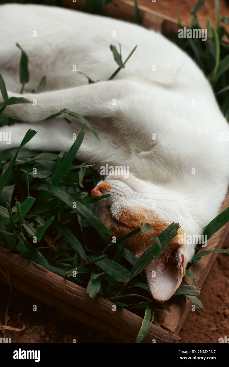 Colpo verticale di un gatto granaio zenzero che dorme comodamente su una scatola d'erba mostrando il candida momento autentico di una semplice vita rurale sostenibile Foto Stock