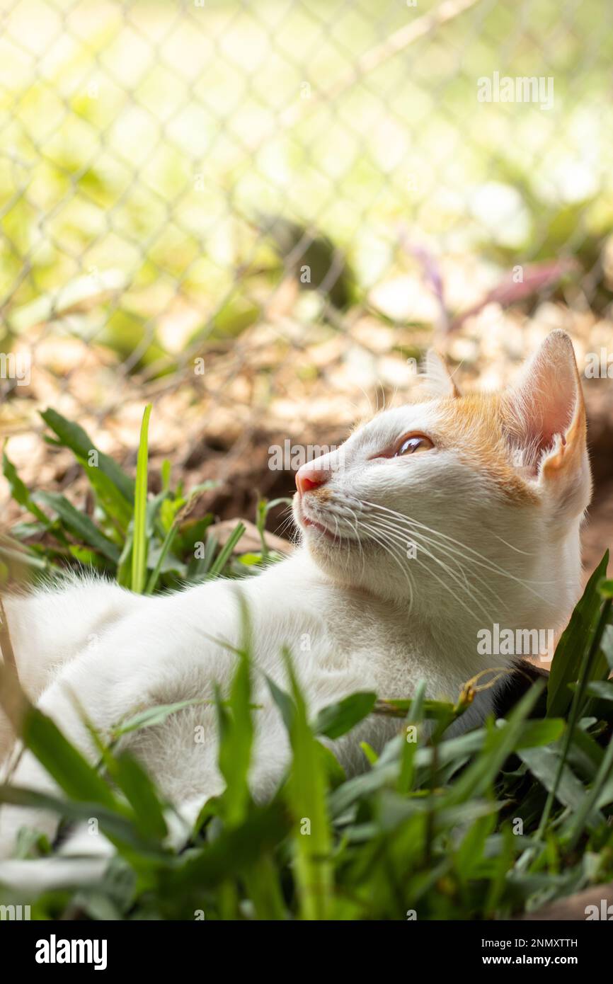 Colpo verticale di un gatto granaio di zenzero che posa pacificamente su una scatola d'erba mostrando il candida momento autentico di una semplice vita rurale sostenibile Foto Stock