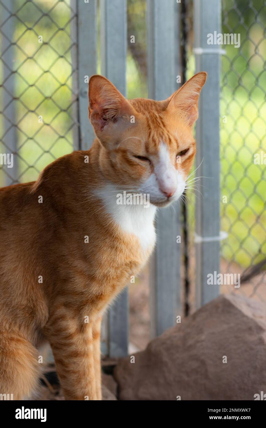 Scatto verticale di un gatto sonnolento zenzero in un fienile che mostra i momenti tranquilli e candidi della vita rurale e della vita lenta Foto Stock