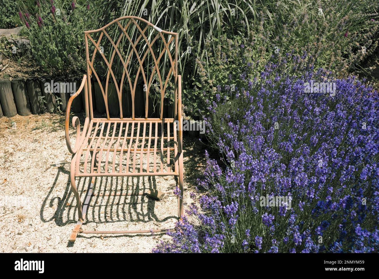 Sedia in metallo arrugginito nel giardino con cespuglio di lavanda Foto Stock