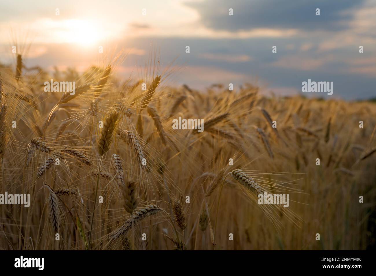 Campo di grano al tramonto Foto Stock