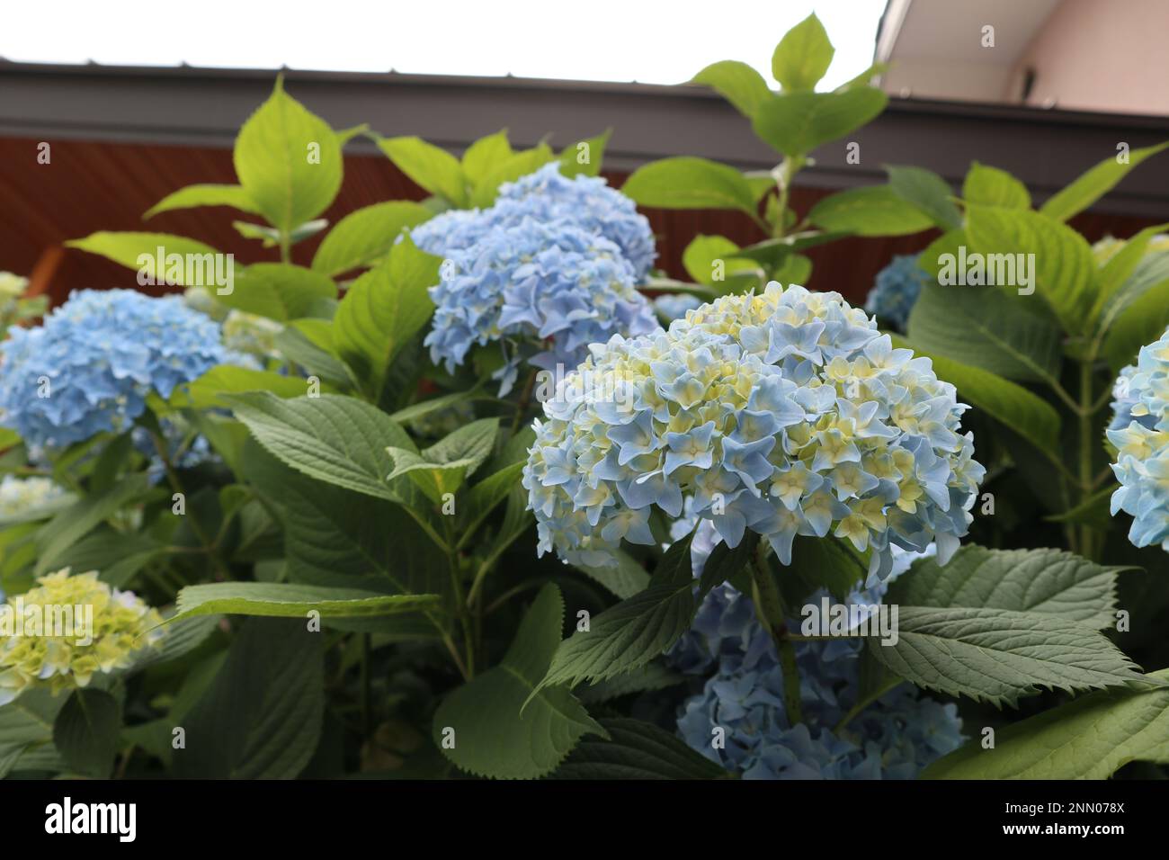 L'idrangea fiorisce a Kawagoe, Giappone Foto Stock