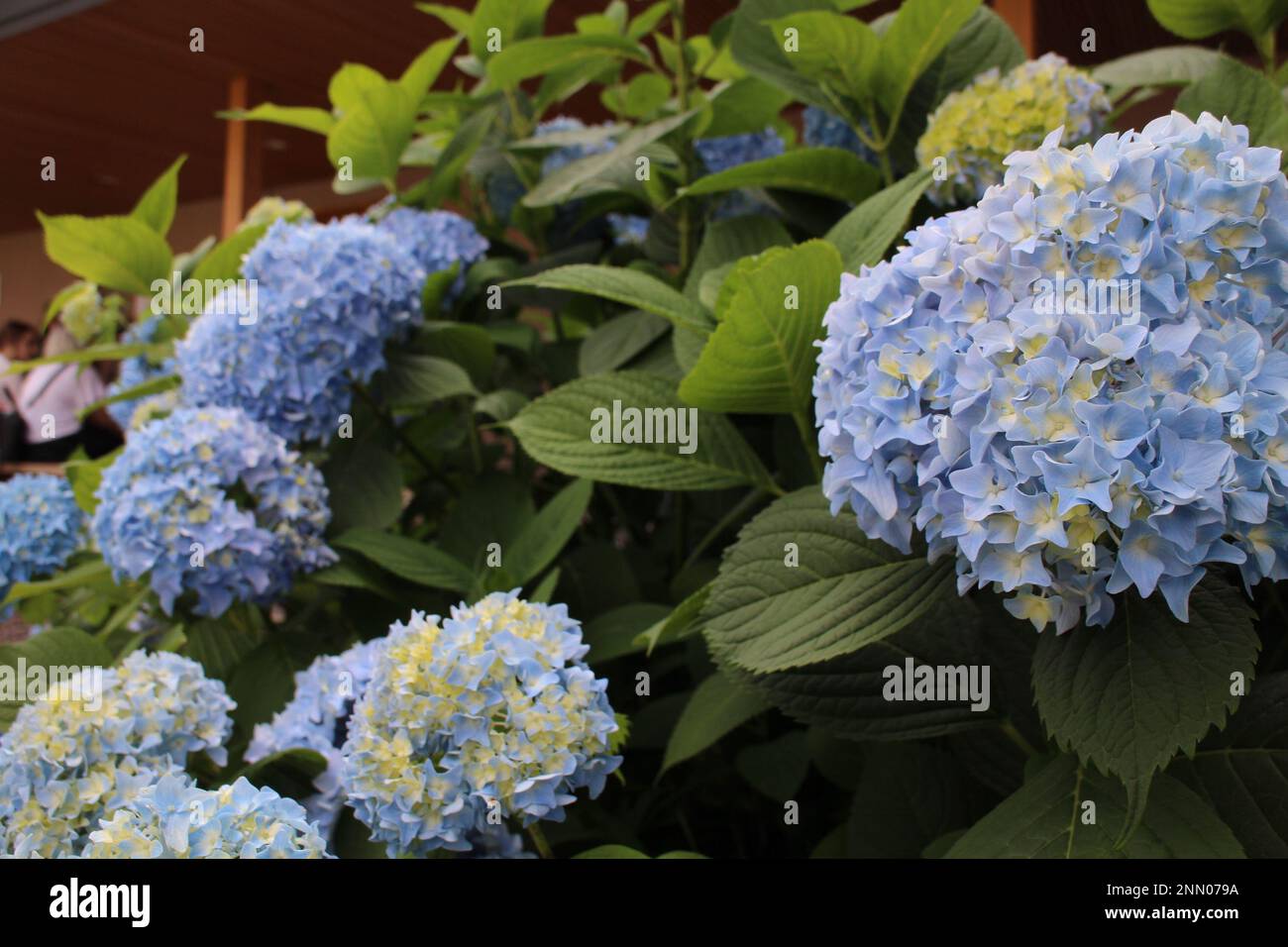 L'idrangea fiorisce a Kawagoe, Giappone Foto Stock