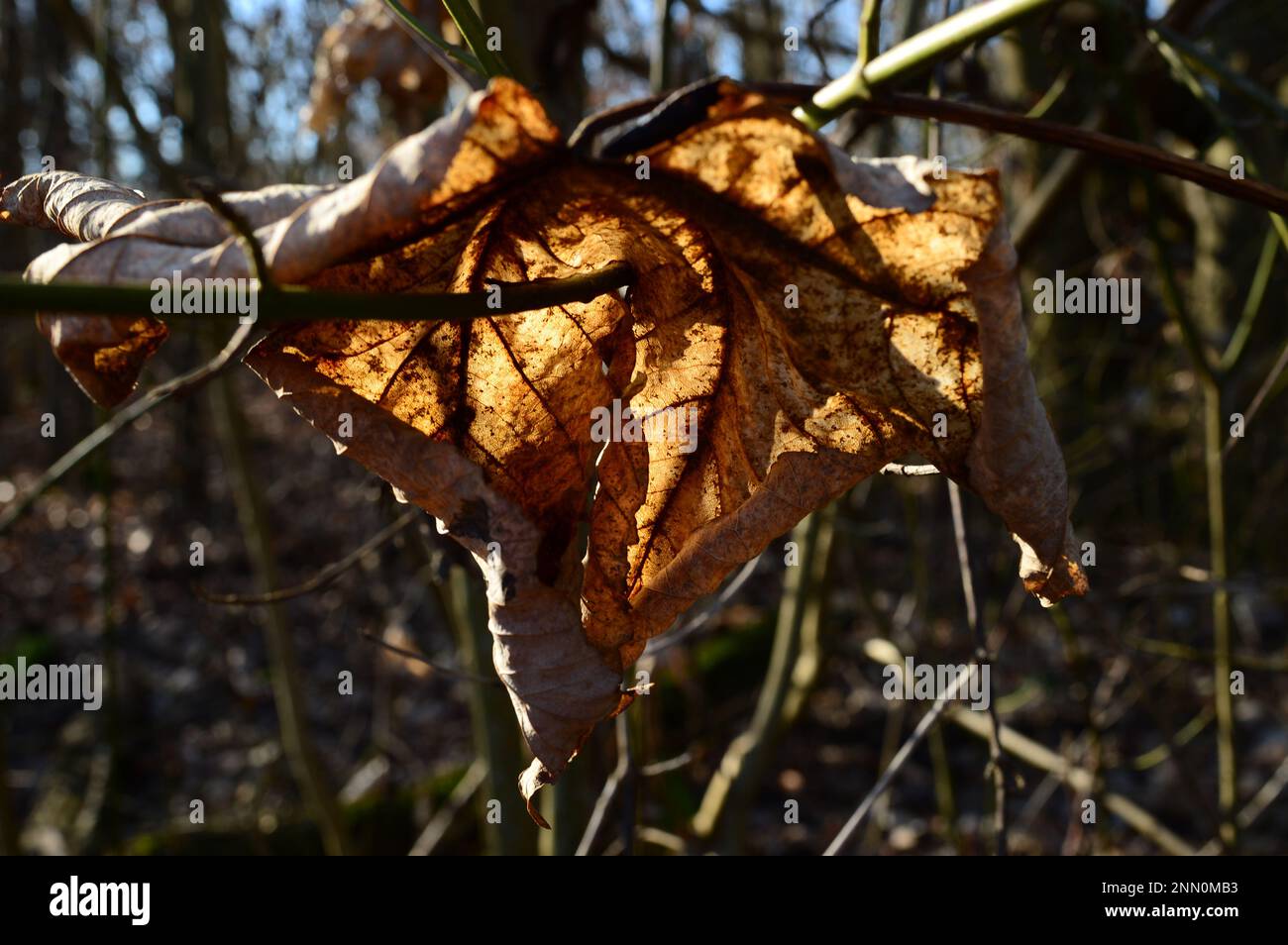 Alcune foglie morte marroni quasi a forma di cuore in controluce soleggiato Foto Stock