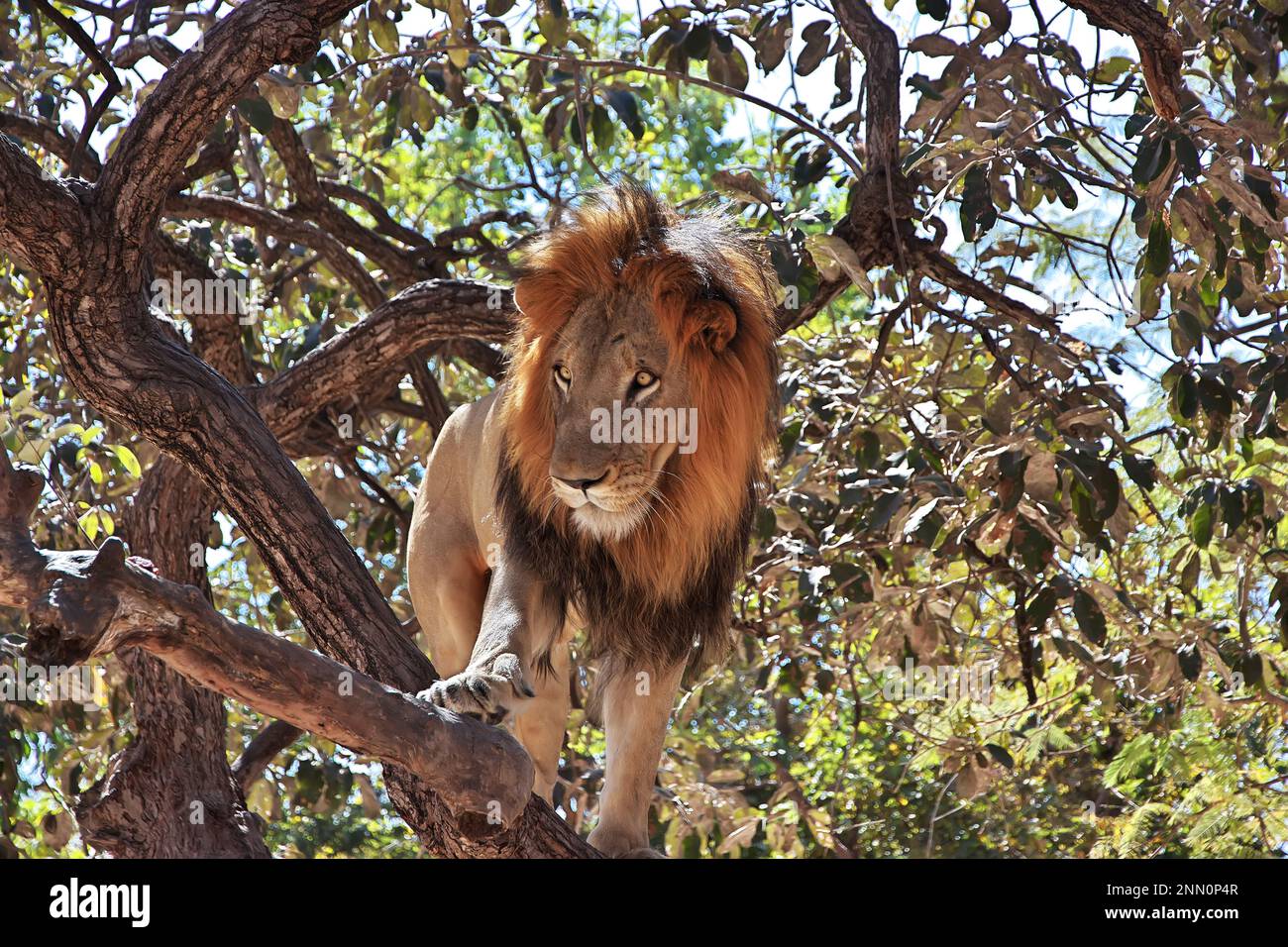 Leoni nella riserva naturale di Fathala, Zoo in Senegal, Africa occidentale Foto Stock