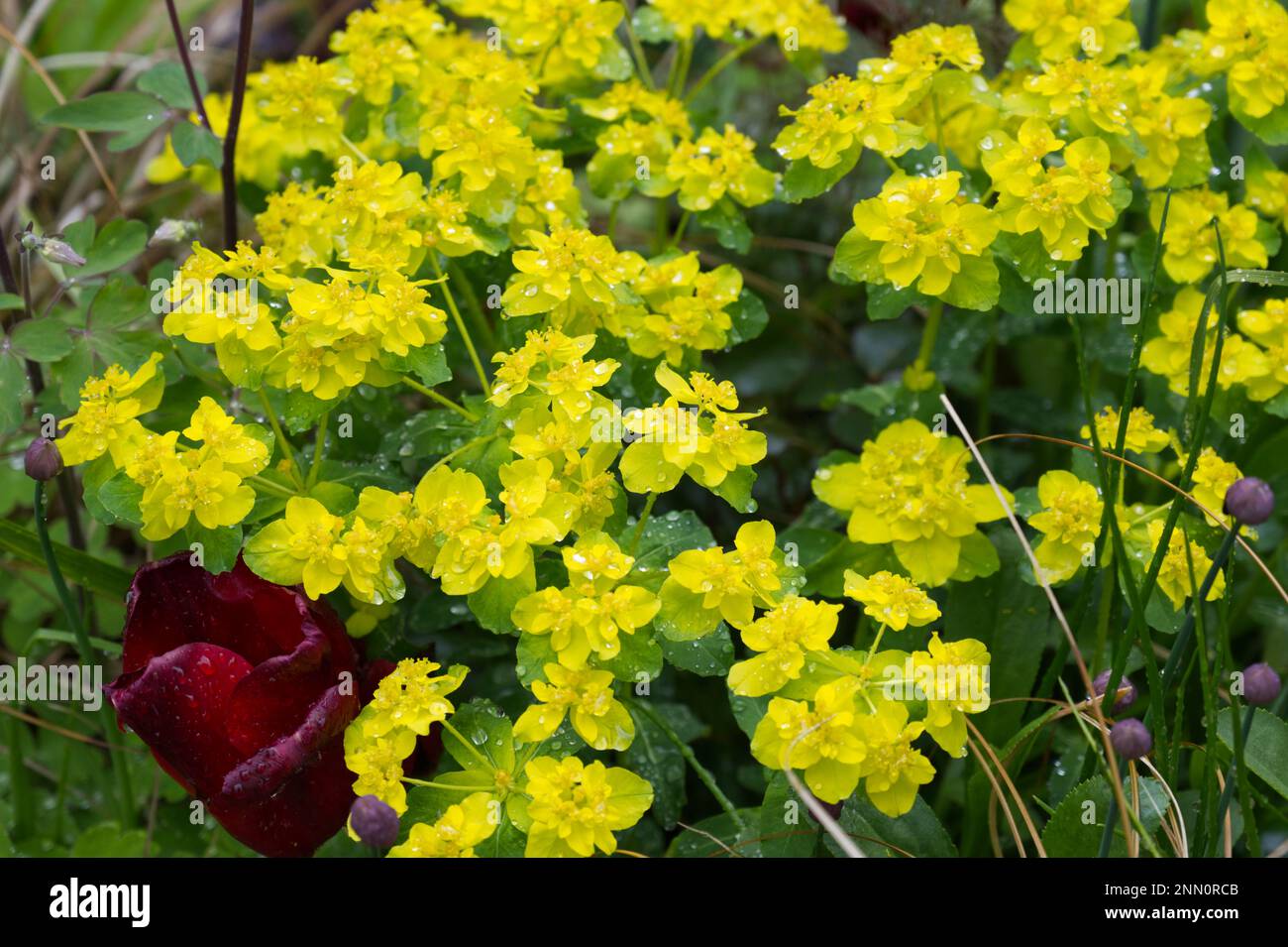 Fiori di primavera giallo brillante di Euphorbia villosa, anche noto come cuscino spurge o Euphorbia policroma in UK cottage Garden maggio Foto Stock