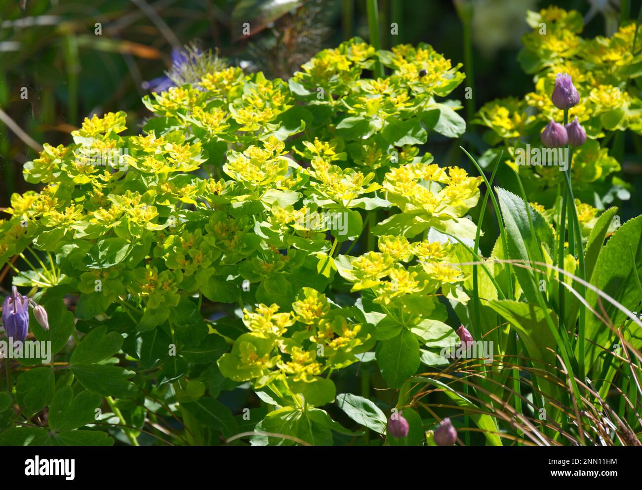 Fiori di primavera giallo brillante di Euphorbia villosa, anche noto come cuscino spurge o Euphorbia policroma e fiori di erba cipollina nel giardino cottage Regno Unito maggio Foto Stock