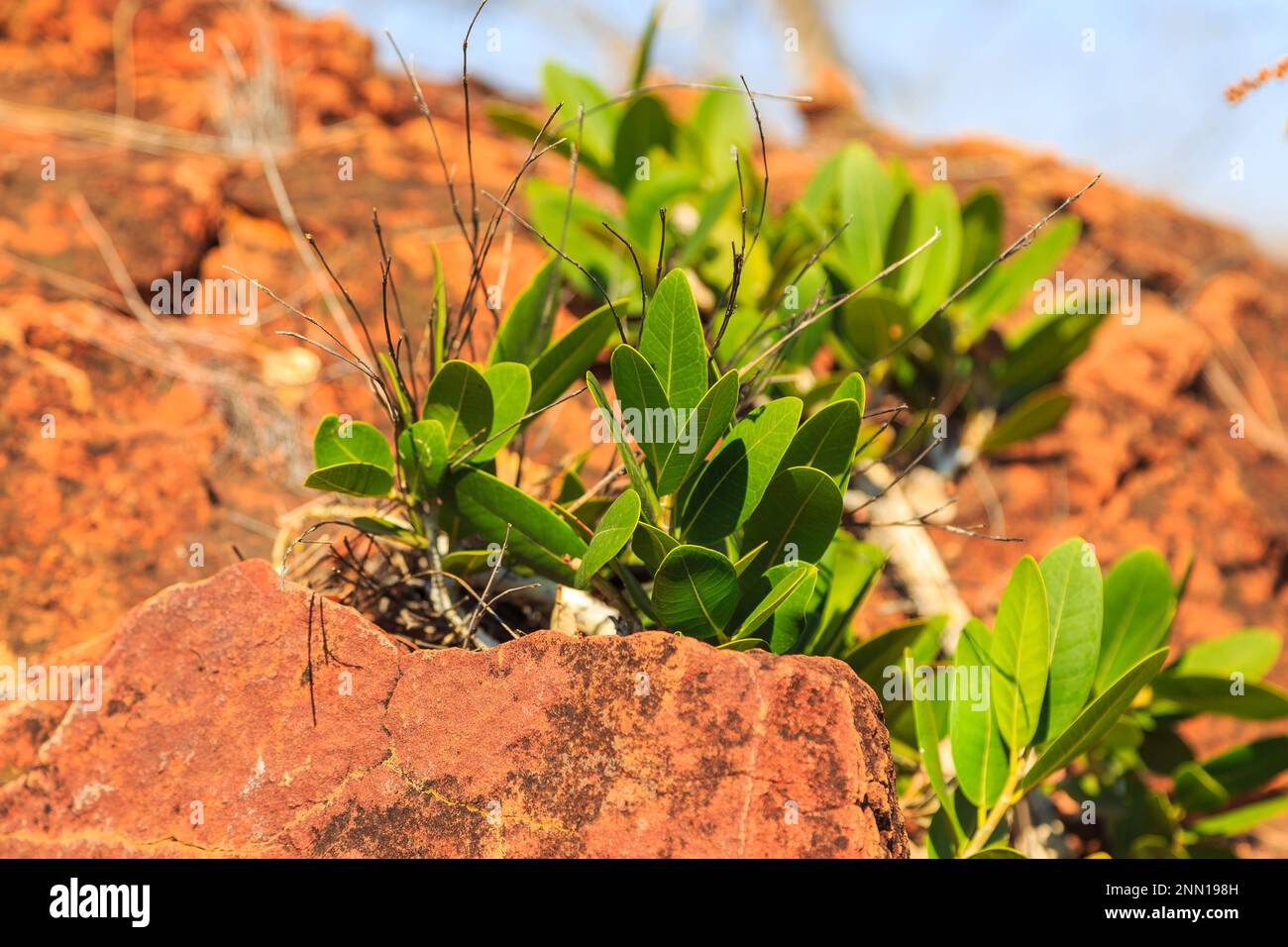 Piante verdi sulla roccia rossa. Parco Nazionale dell'Altopiano di Waterberg, Kalahari, Otjiwarongo, Namibia, Africa. Foto Stock