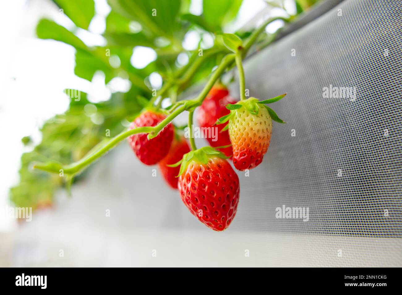 fragola di primo piano coltivata in piante di serre. frutta fresca dolce rossa in fattoria pulita Foto Stock