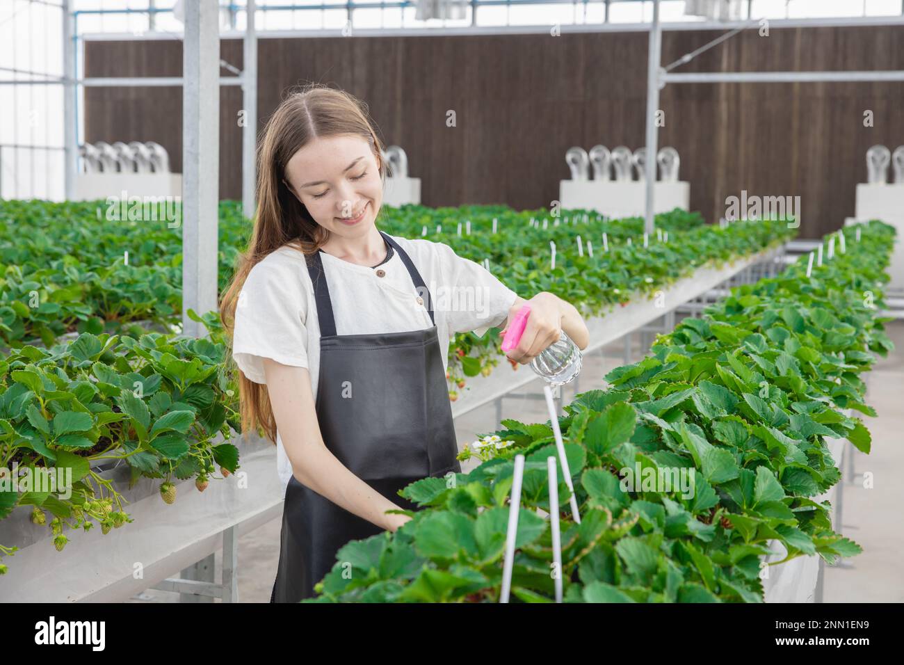 giovane ragazza contadina felice prendersi cura dei prodotti vegetali con amore. moderna piantagione agricola in serra. Foto Stock