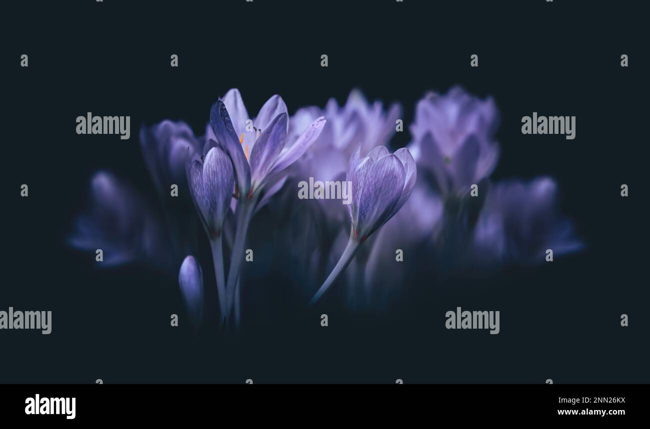 Macro a basso angolo di croci con un cupo scuro; opaco , sfondo blu scuro, spazio negativo, spazio copia Foto Stock