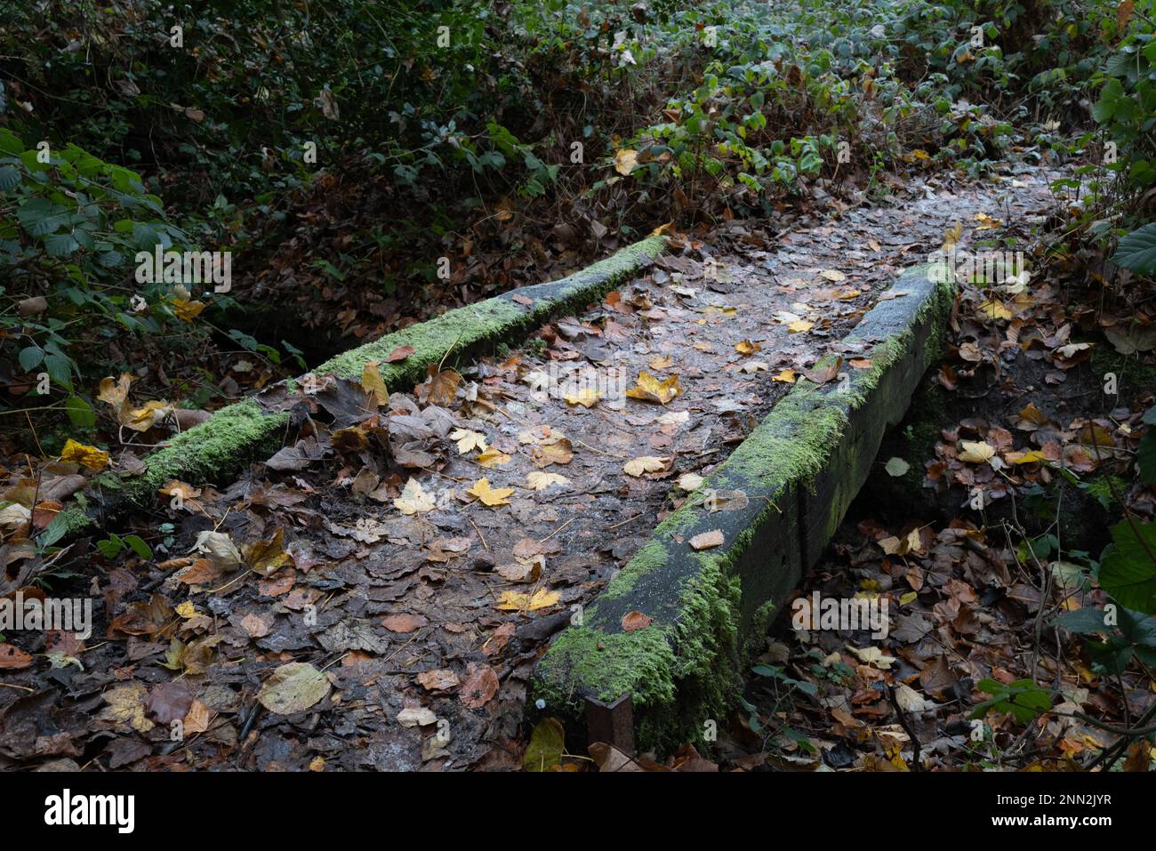 Ponte di pietra molto vecchio e storico visto in profondità in una zona boschiva inglese, coperto di muschio scivoloso e foglie cadute. Foto Stock