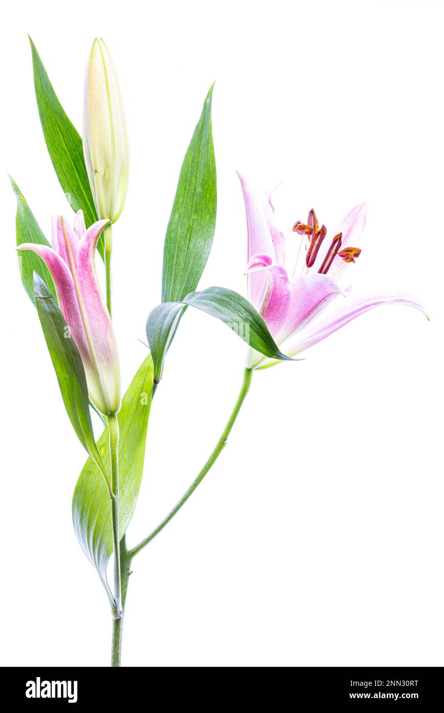 Chiudi dettaglio di rosa e bianco Stargazer Lilies.taken con uno sfondo nero e Light Pad, Lilium sono perenni bulbosi Foto Stock