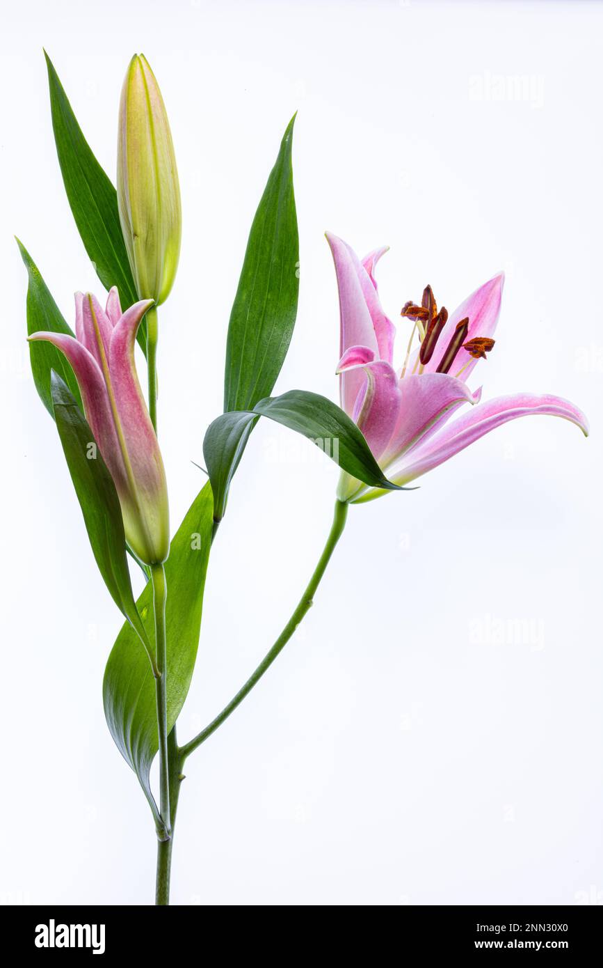 Chiudi dettaglio di rosa e bianco Stargazer Lilies.taken con uno sfondo nero e Light Pad, Lilium sono perenni bulbosi Foto Stock