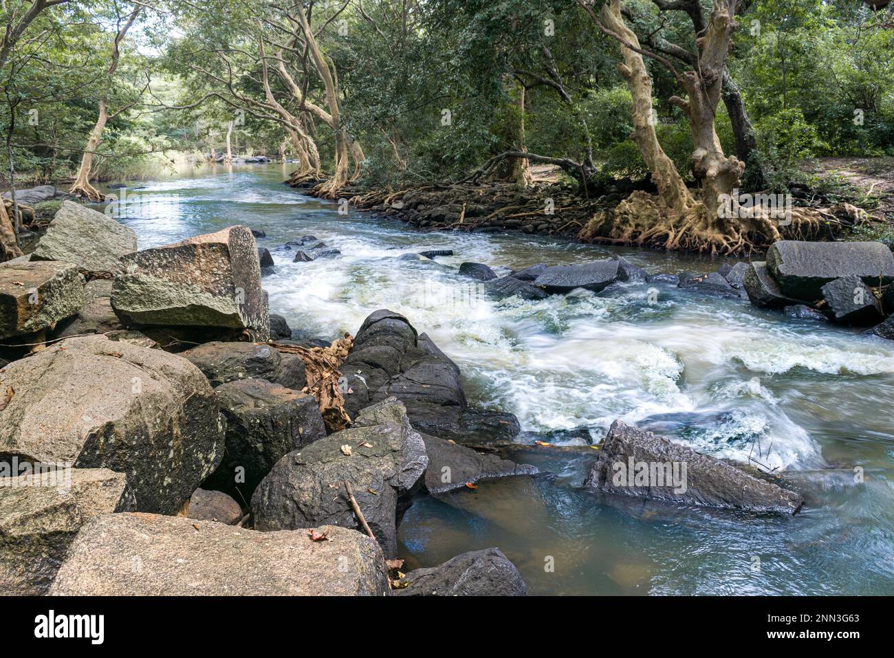 Un tranquillo paesaggio nella giungla caratterizzato da un piccolo fiume che si snoda attraverso le rocce in primo piano, creando una scena tranquilla e naturale. Foto Stock