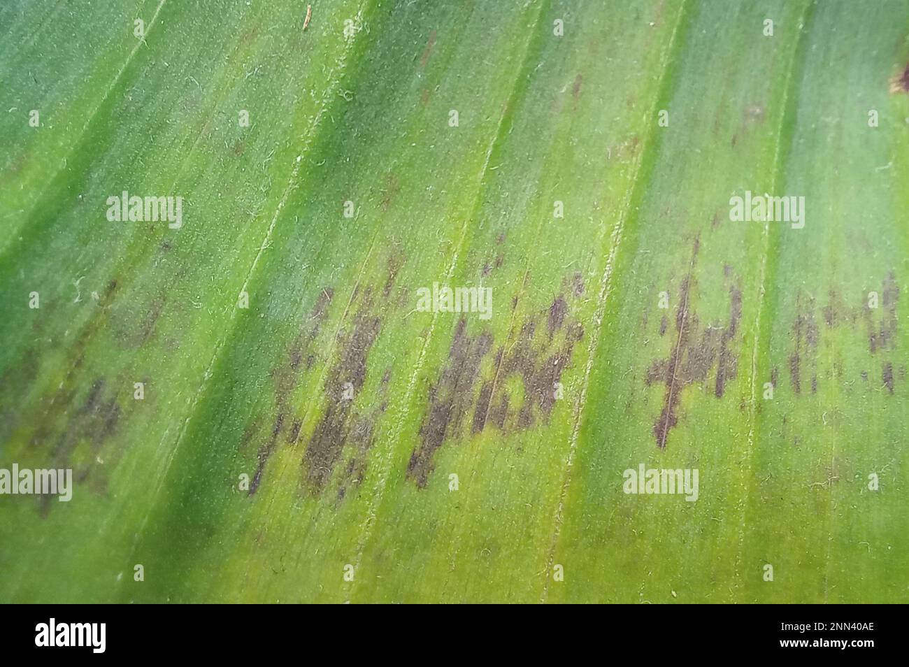 Primo piano della struttura e dello sfondo delle foglie di banana. Messa a fuoco selettiva. Foto Stock