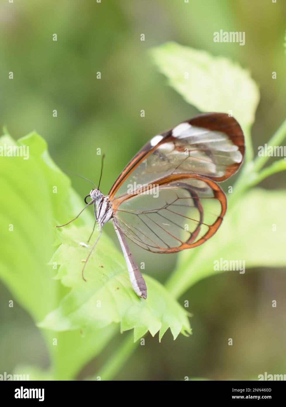 Glasswing butterfly Greta oto seduto su una foglia Foto Stock