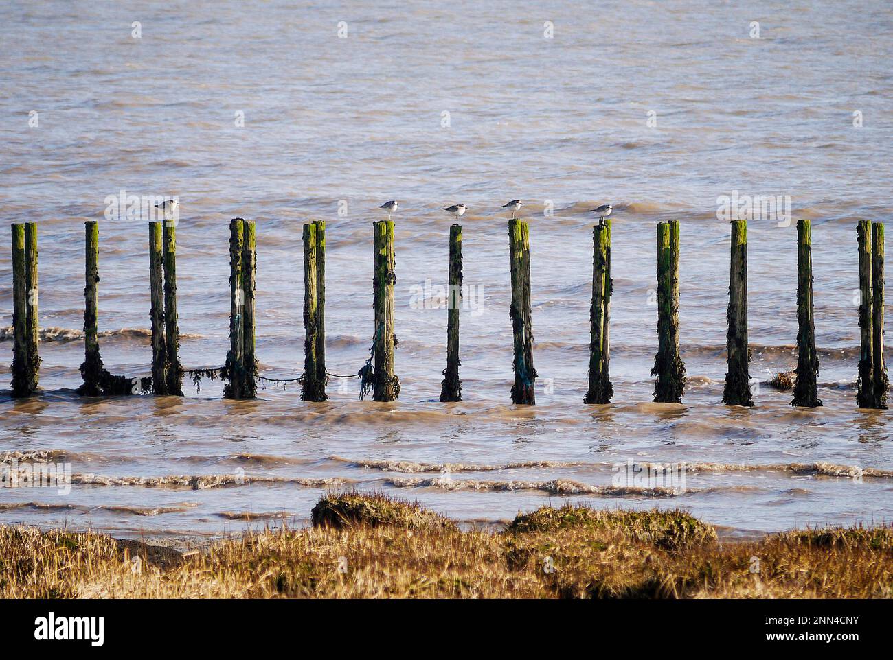I Grey Plovers (Pluvialis squatarola) si trovano su pali di legno sul litorale del canale di Bristol vicino Cardiff in un pomeriggio invernale Foto Stock