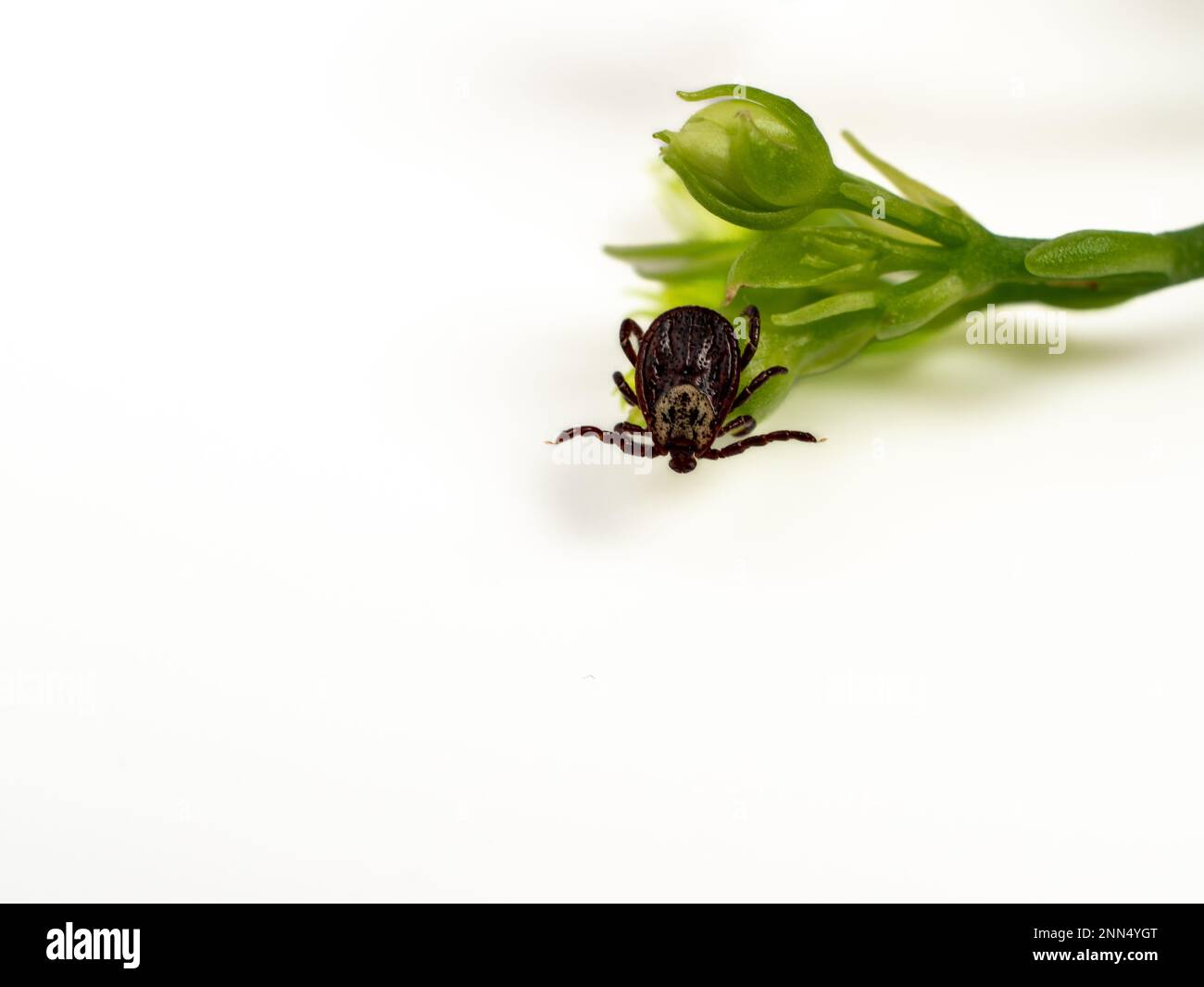 Insetto parassita infettivo Dermacentor Dog Tick Arachnid su una foglia di pianta verde. Insetto. Foto Stock