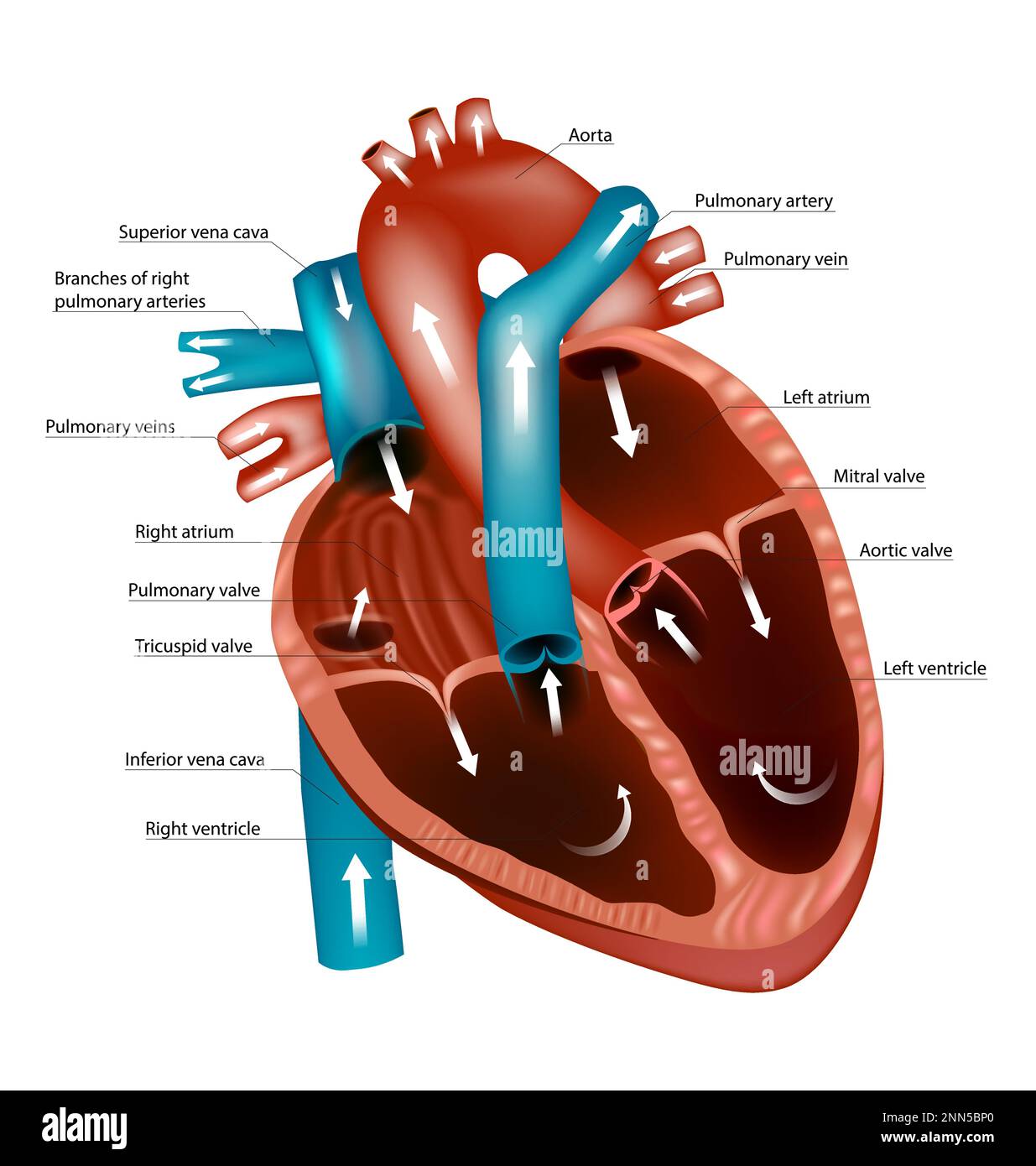 Diagramma del cuore umano. Flusso sanguigno attraverso il cuore. Vie e circolazione. Anatomia cardiaca Illustrazione Vettoriale