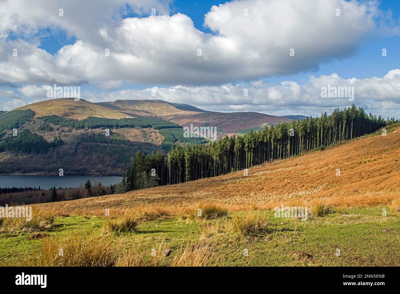 Waun Rydd sorge in alto sopra la Valle di Talybont, come si vede da Bwlch y Waun Central Brecon Beacons. La posizione è coperta da alberi sempreverdi piantati. Foto Stock