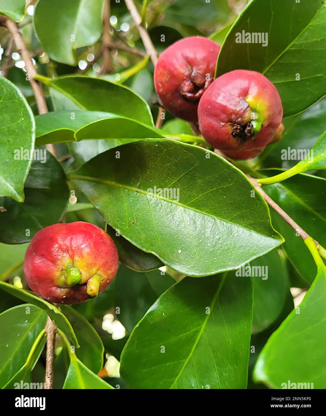 Frutti maturi di rosa araçá (Psidium cattleianum) in fuoco selettivo. Frutta tipica brasiliana. Prudentópolis, Paraná Foto Stock