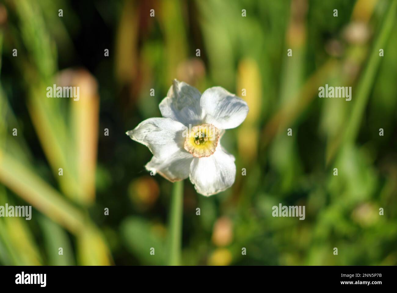 narcissus fiore nel giardino, primavera Foto Stock