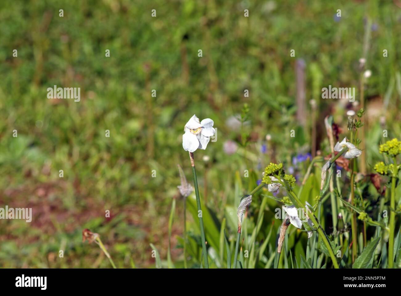 narcissus fiore nel giardino, primavera Foto Stock